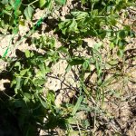 piselli piegati dal freddo